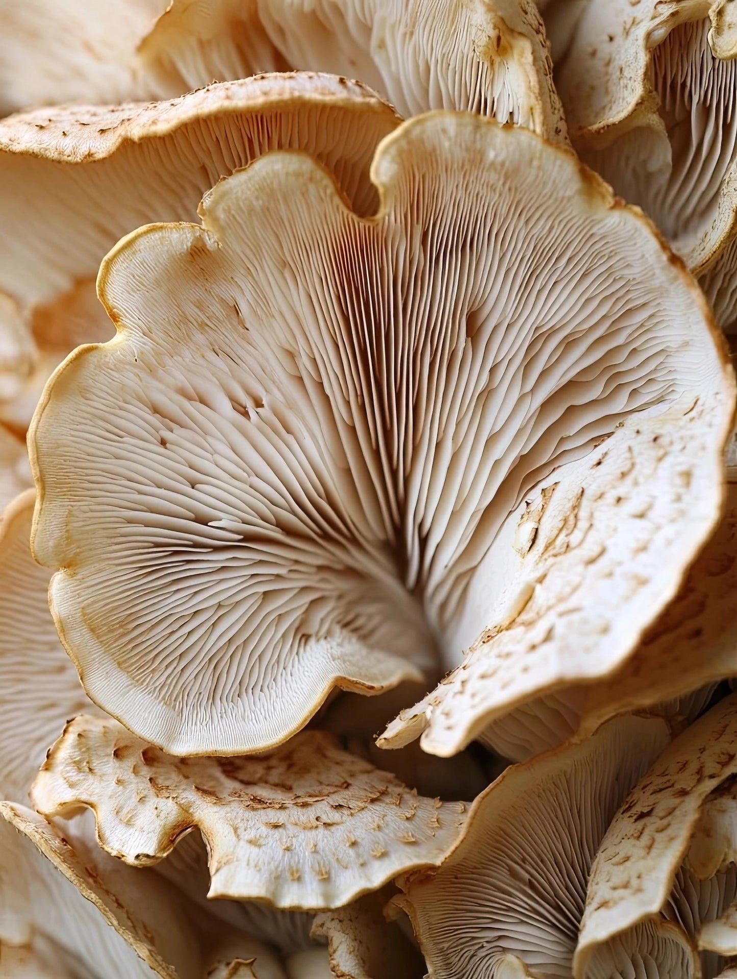 Volledig natuurgetrouw kunstwerk met macro-opname van paddenstoelen in neutrale kleuren