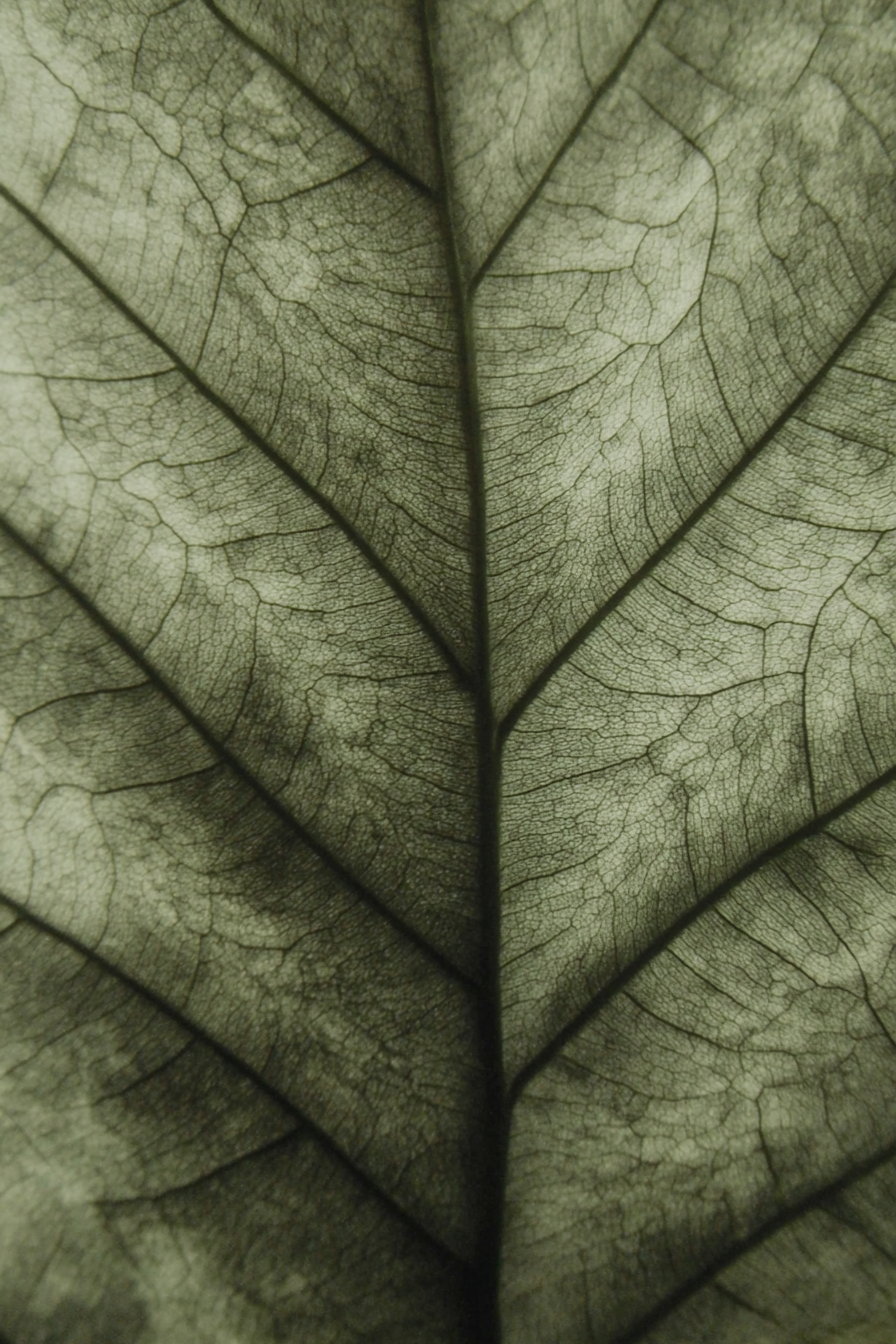 Bladader, kunstwerk met natuurlijke patronen van een blad in zachte tinten
