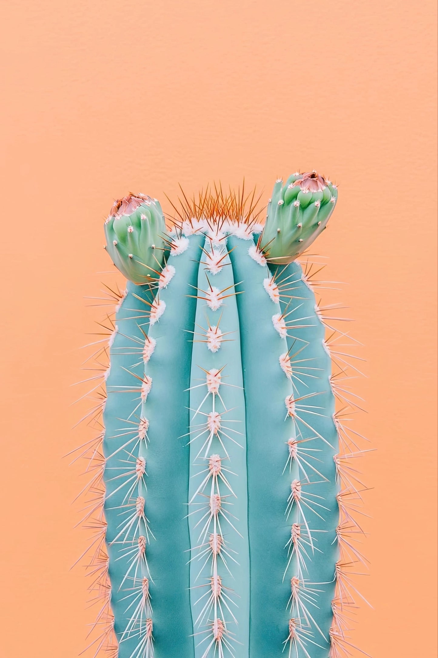 Volledig kunstwerk van een verticale turquoise cactus met bloeiende toppen op een warme pastelachtergrond