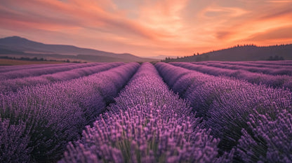 Volledig kunstwerk met rijen lavendel en zonsondergang in tinten paars, roze en oranje

