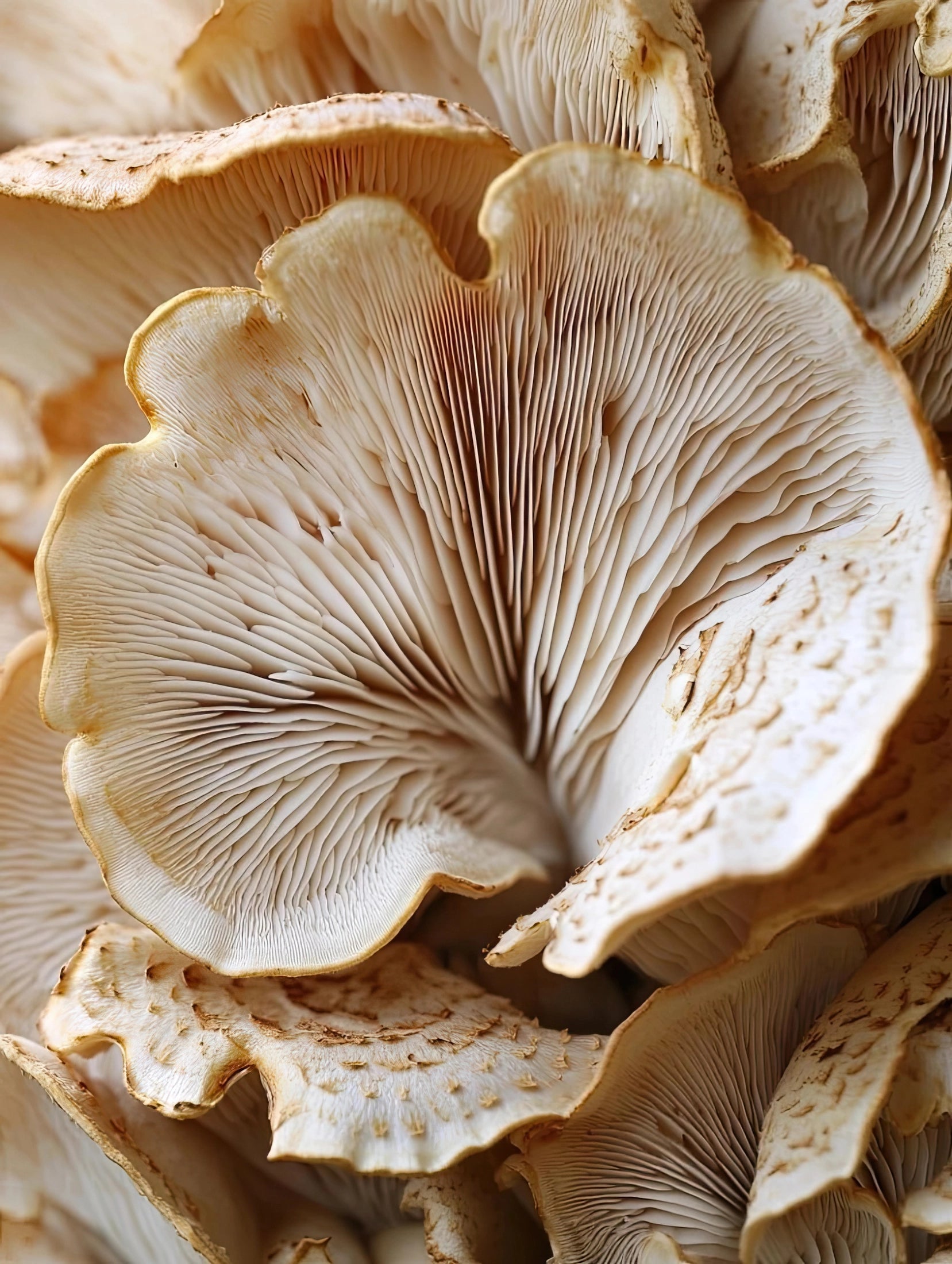 Volledig natuurgetrouw kunstwerk met macro-opname van paddenstoelen in neutrale kleuren
