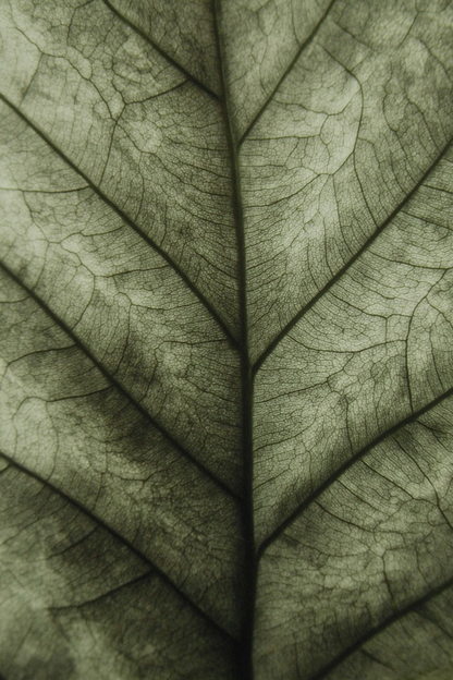 Bladader, kunstwerk met natuurlijke patronen van een blad in zachte tinten
