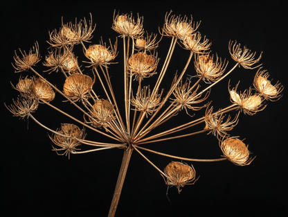 Volledig kunstwerk Kroon van de Nacht met abstracte bloem in goudtinten tegen donkere achtergrond 
