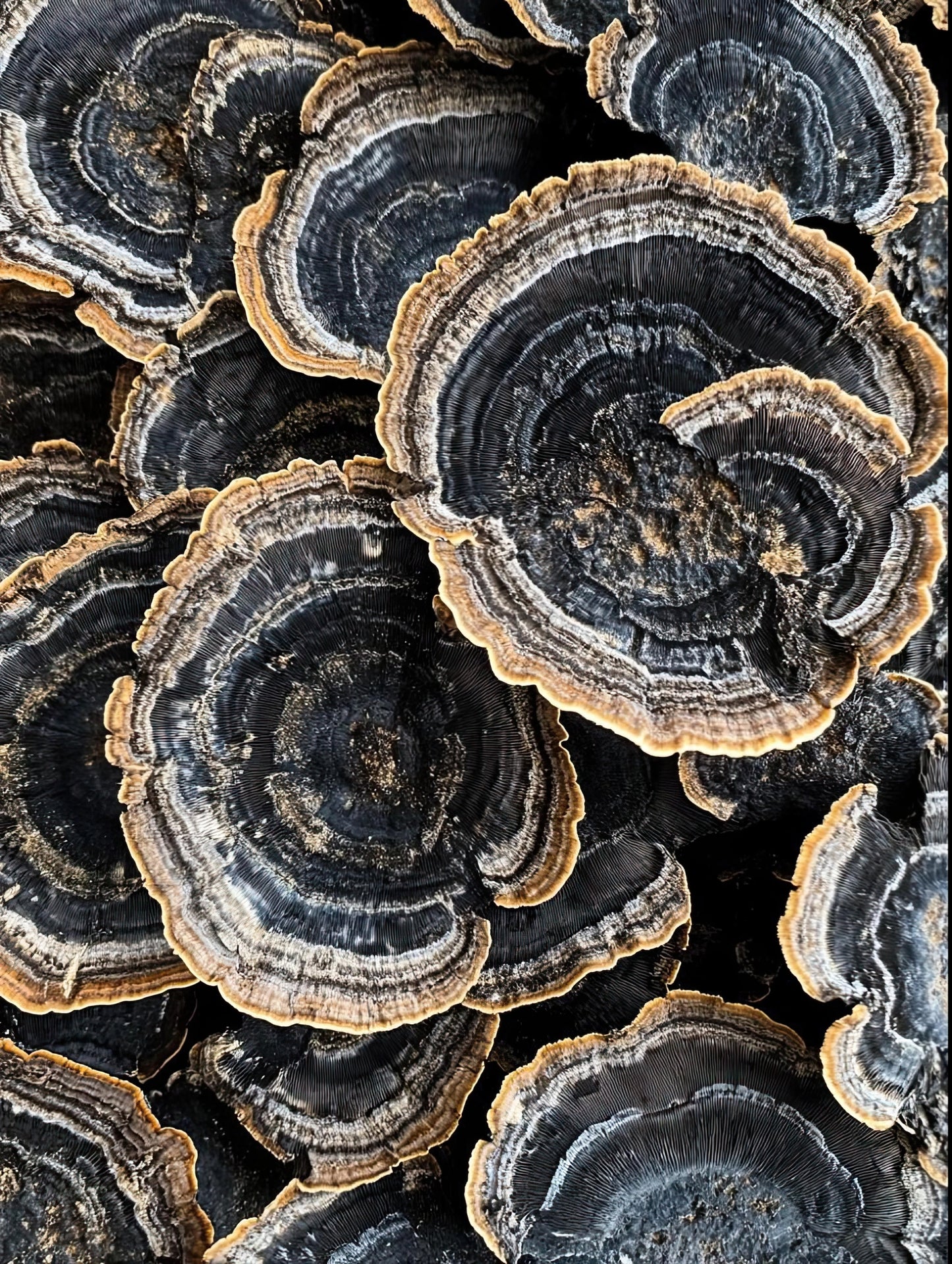 Volledig kunstwerk met abstracte jaarringpatronen in diepblauw, grijs en goud op zwarte achtergrond
