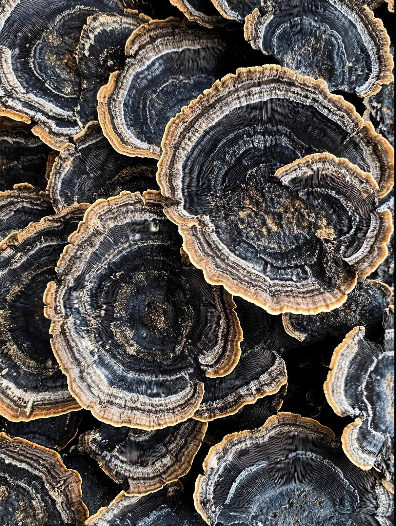 Volledig kunstwerk met abstracte jaarringpatronen in diepblauw, grijs en goud op zwarte achtergrond
