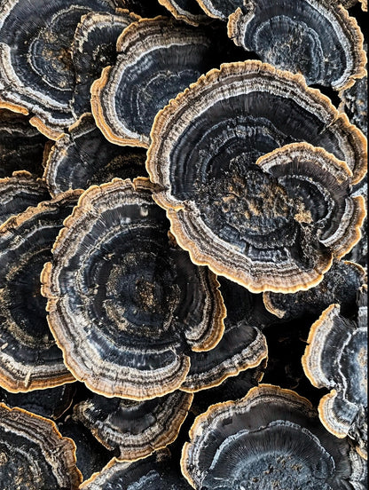 Volledig kunstwerk met abstracte jaarringpatronen in diepblauw, grijs en goud op zwarte achtergrond
