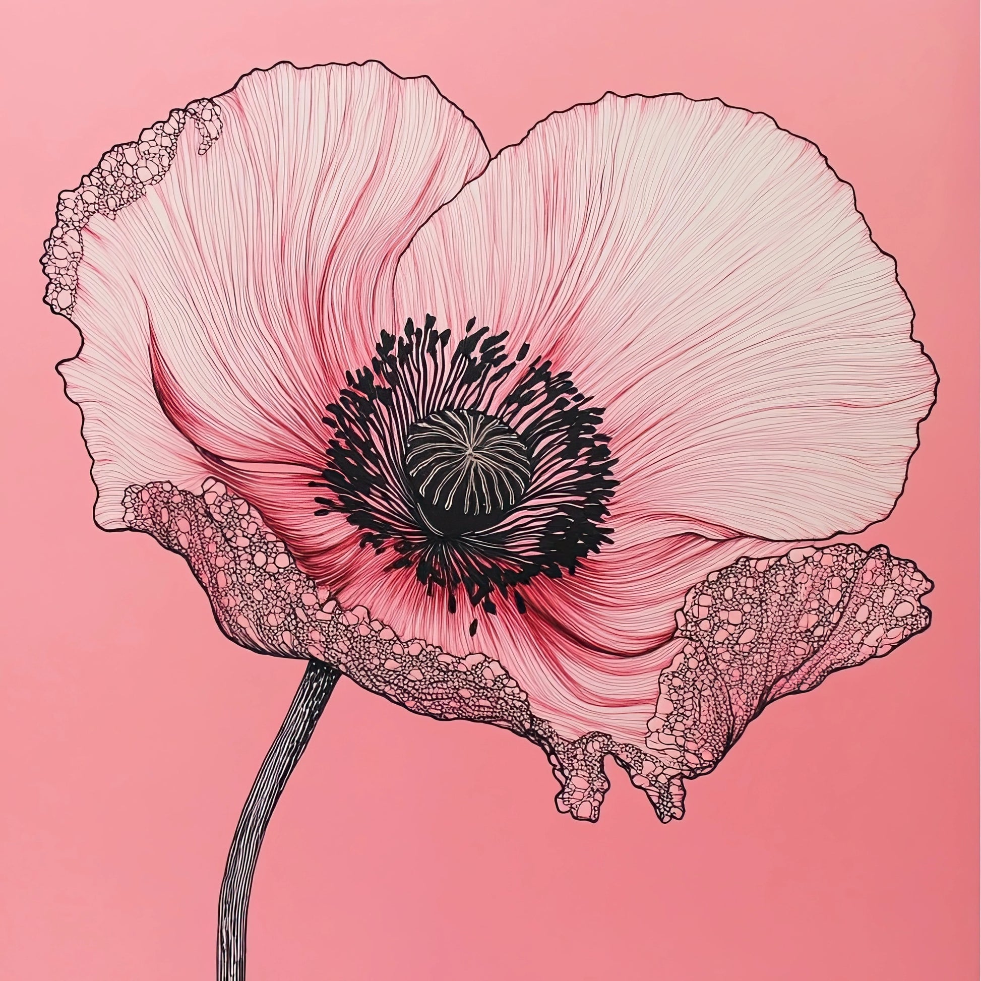 Volledige illustratie van een papaverbloem in zwart-wit lijntekening op een levendige roze achtergrond in vierkante compositie
