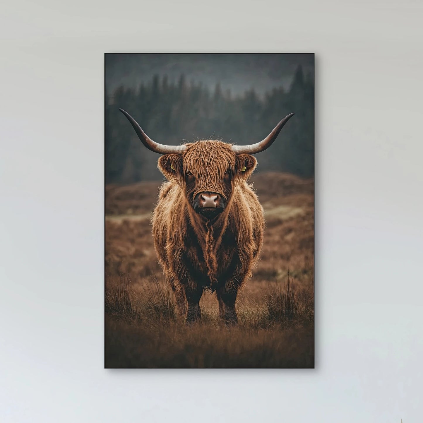 Detail van langharige hooglander met grote hoorns in bruin landschap met mistige achtergrond
