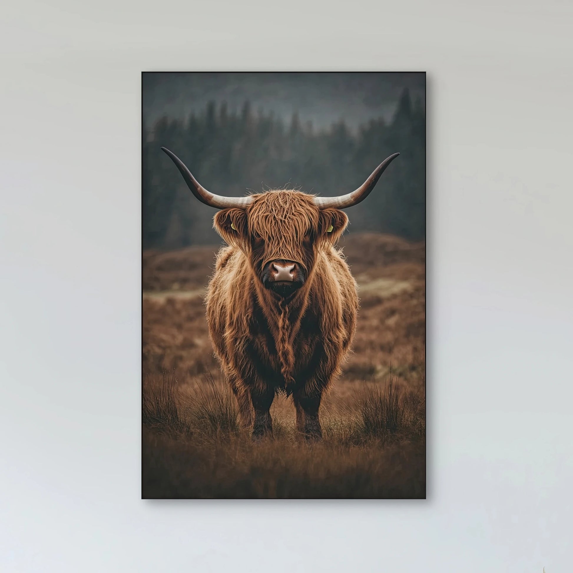 Detail van langharige hooglander met grote hoorns in bruin landschap met mistige achtergrond
