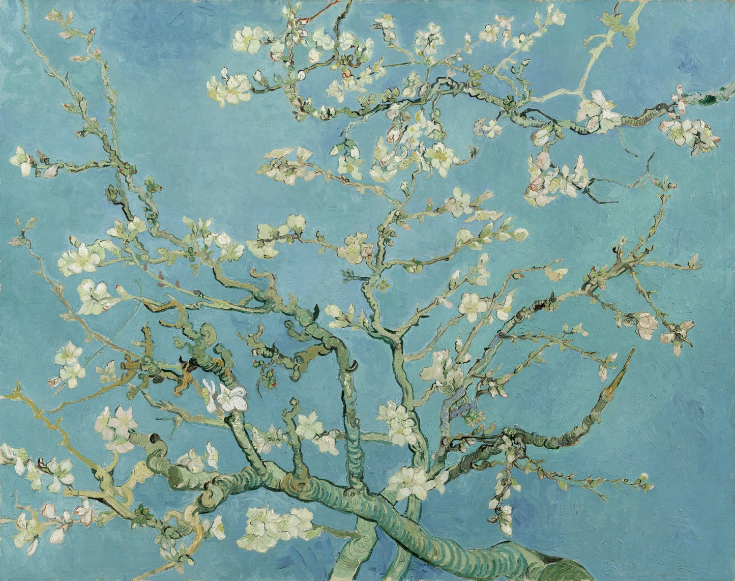 Volledige weergave van Van Goghs “Amandelbloesem” met takken en witte bloemen tegen blauwe achtergrond
