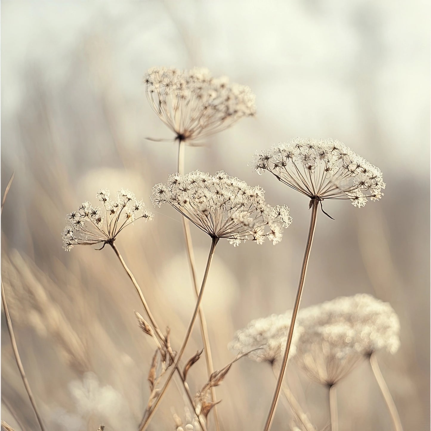 Volledig kunstwerk met tere beige bloemen in een dromerige, minimalistische compositie
