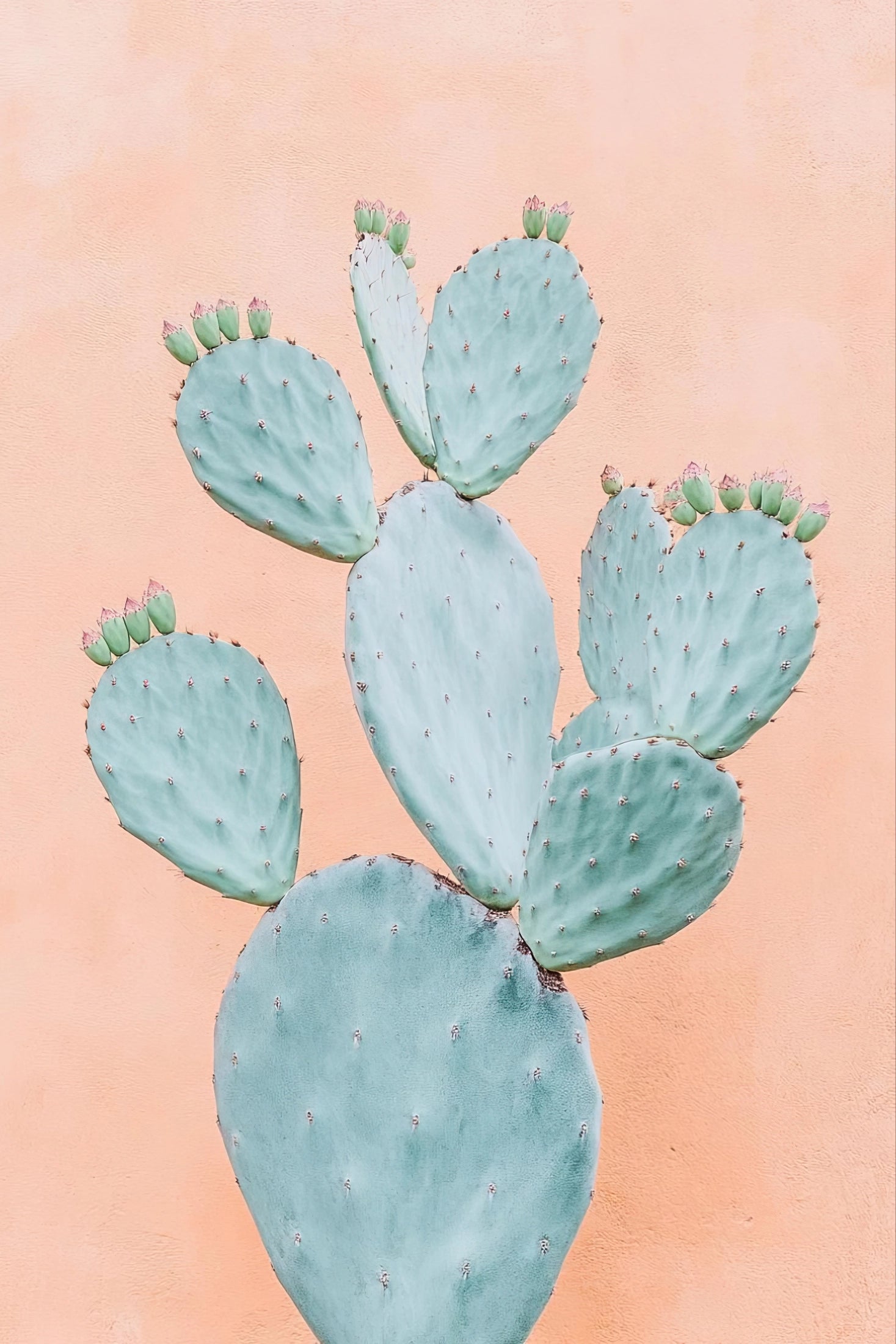 Volledig kunstwerk van een blauwe cactus op een perzikkleurige achtergrond met minimalistische uitstraling
